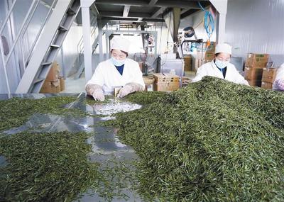 產(chǎn)學研融合，為茶葉加工“增色添香”